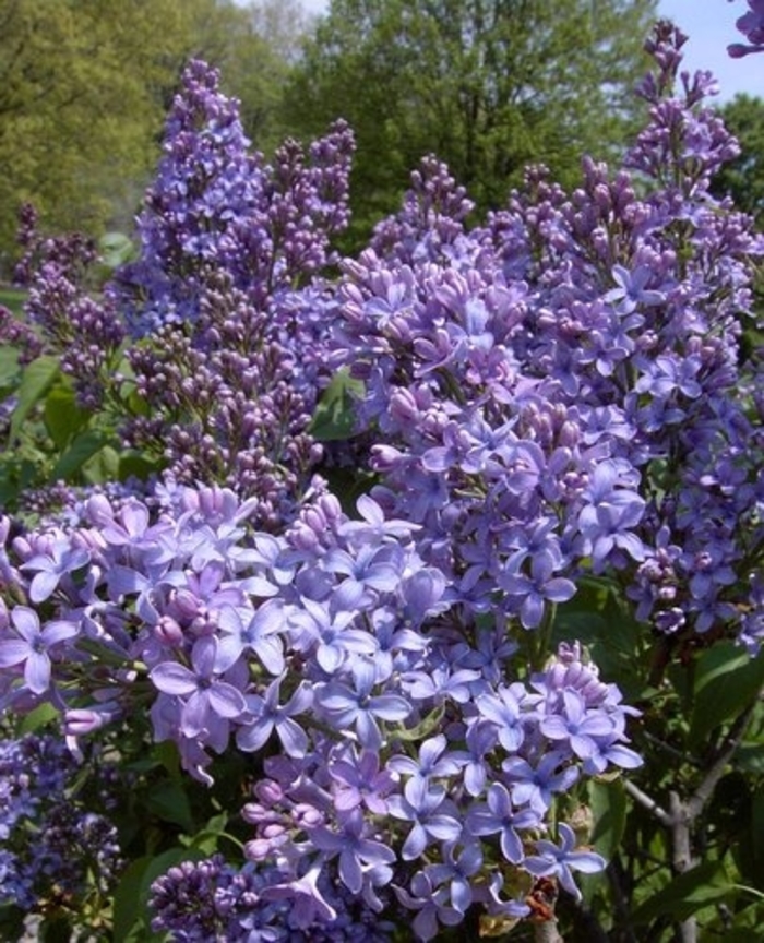 Little Boy Blue Lilac - Syringa vulgaris 'Little Boy Blue' from R&D Wholesale Nursery