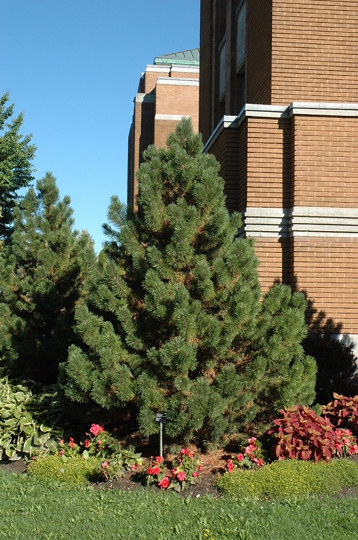 Tannenbaum Mugo Pine - Pinus mugo 'Tannenbaum.' from R&D Wholesale Nursery