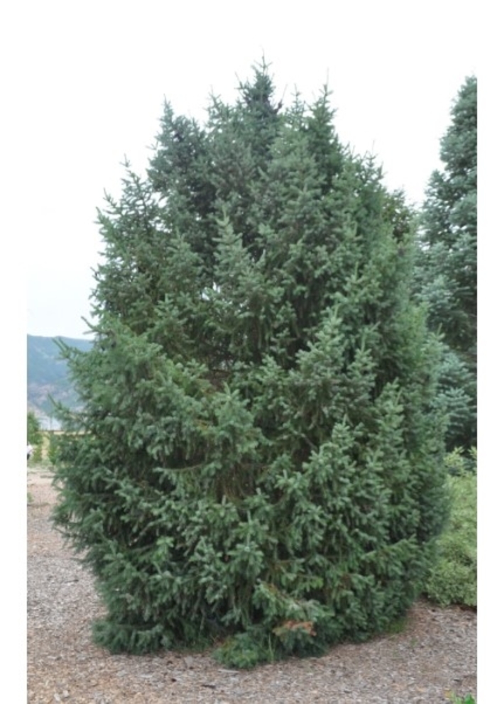 Riverside Serbian Spruce - Picea omorika 'Riverside.' from R&D Wholesale Nursery