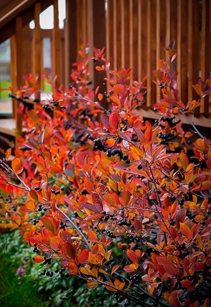 Autumn Magic Black Chokeberry - Aronia melanocarpa from R&D Wholesale Nursery