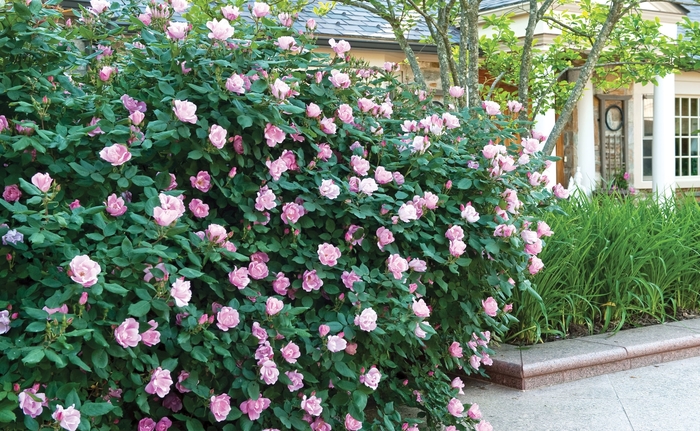Blushing Knockout Rose - Rosa 'Radyod' from R&D Wholesale Nursery
