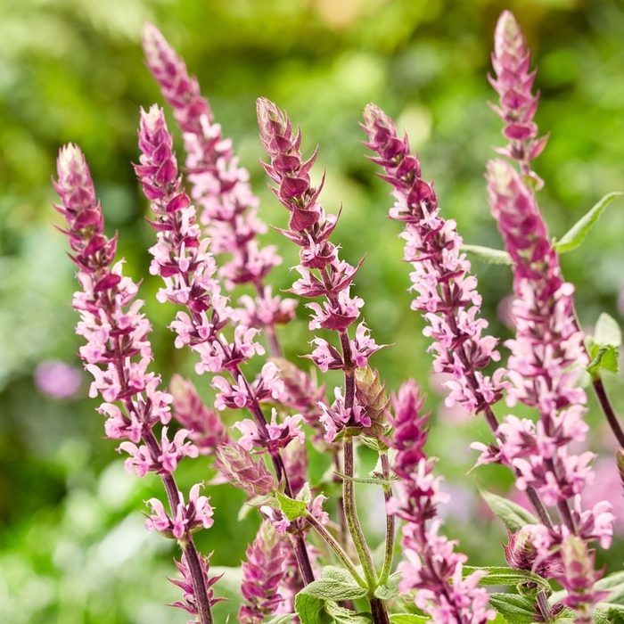 Caradonna Pink Salvia - Salvia nemorosa 'Caradonna Pink' from R&D Wholesale Nursery