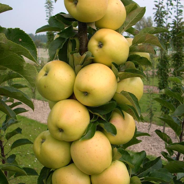 Fruit Snacks&reg; Golden Treat&trade; - Malus (Apple) from R&D Wholesale Nursery