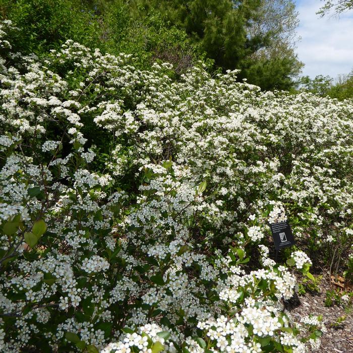 'Iroquois Beauty' Black Chokeberry - Aronia melanocarpa from R&D Wholesale Nursery