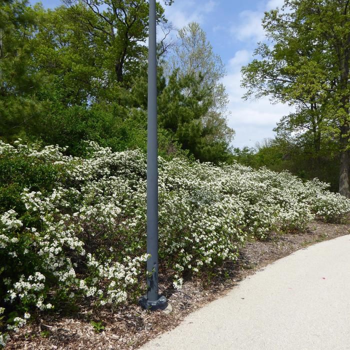 'Iroquois Beauty' Black Chokeberry - Aronia melanocarpa from R&D Wholesale Nursery