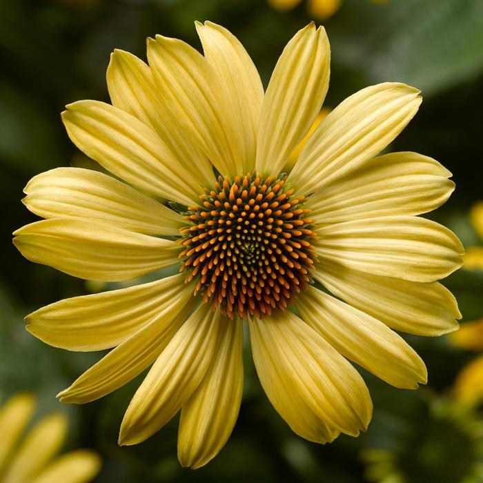 Prairie Blaze&trade; Golden Yellow Coneflower - Echinacea purpurea from R&D Wholesale Nursery