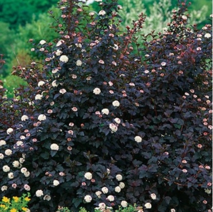 Diablo® Ninebark - Physocarpus opulifolius 'Monlo' from R&D Wholesale Nursery