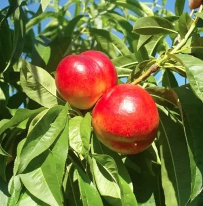 Fantasia Nectarine - Prunus persica 'Fantasia' from R&D Wholesale Nursery