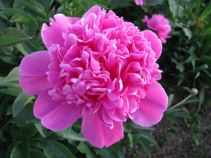 Amabilis Peony - Paeonia x lactiflora 'Amabilis' from R&D Wholesale Nursery
