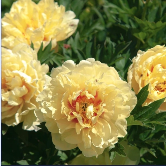 Garden Treasure Itoh Peony - Paeonia x intersectional 'Garden Treasure' from R&D Wholesale Nursery