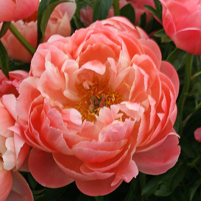 Coral Sunset Peony - Paeonia from R&D Wholesale Nursery