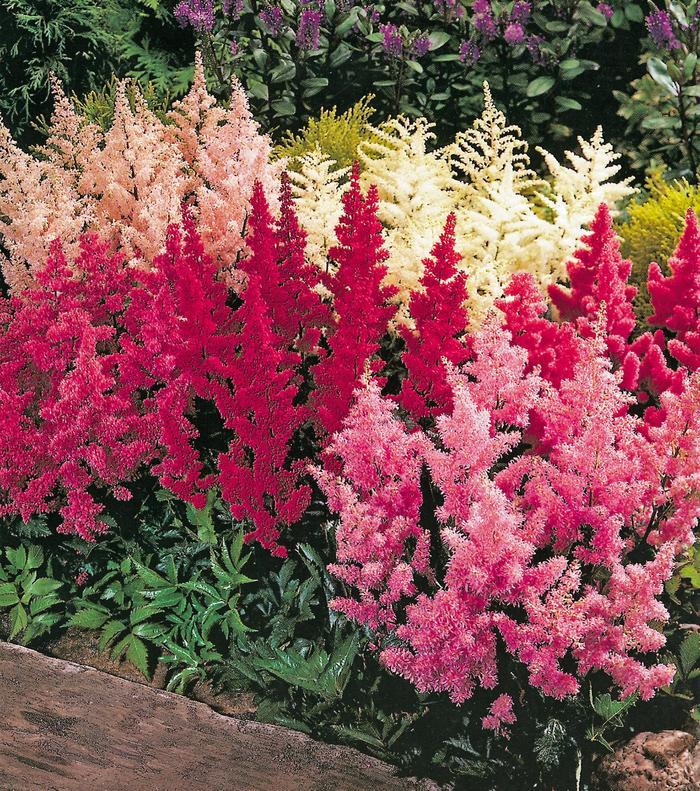 Astilbe - Multiple Varieties from R&D Wholesale Nursery