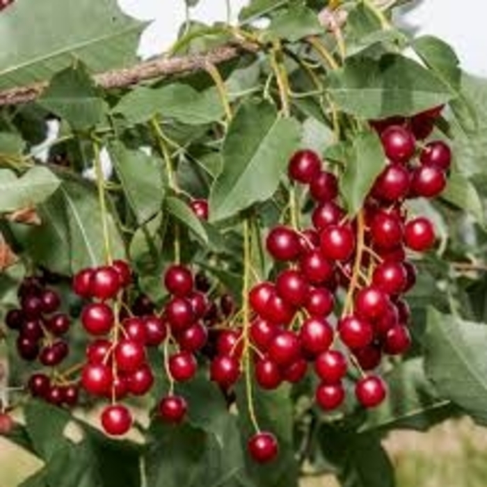 Common Chokecherry - Prunus virginiana from R&D Wholesale Nursery