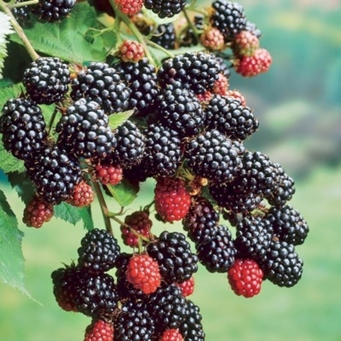 Prime-Ark® 45 Blackberry - Rubus from R&D Wholesale Nursery