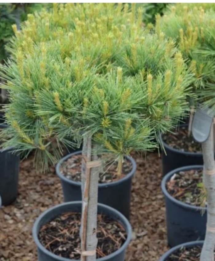 Blue Shag White Pine (grafted) - Pinus strobus 'Blue Shag TF' from R&D Wholesale Nursery