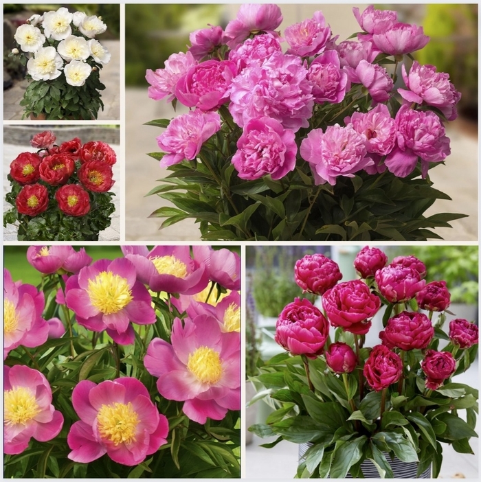 Assorted Patio Peonies - Paeonia from R&D Wholesale Nursery