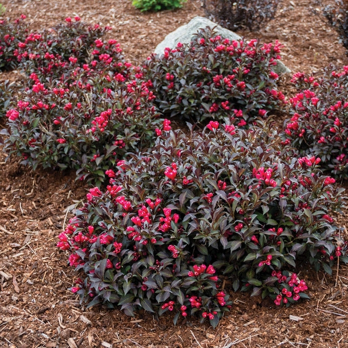 Electric Love Weigela - Weigela x 'Electric Love' from R&D Wholesale Nursery