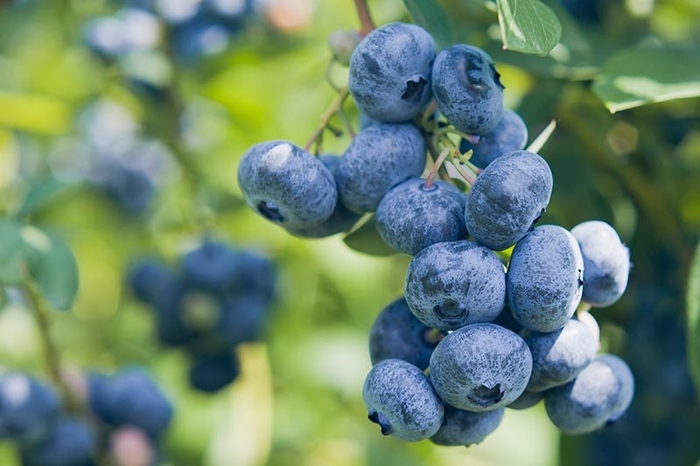 Assorted Blueberries - Vaccinum from R&D Wholesale Nursery