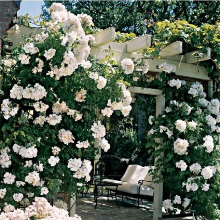 Sally Holmes Rose - Rosa from R&D Wholesale Nursery