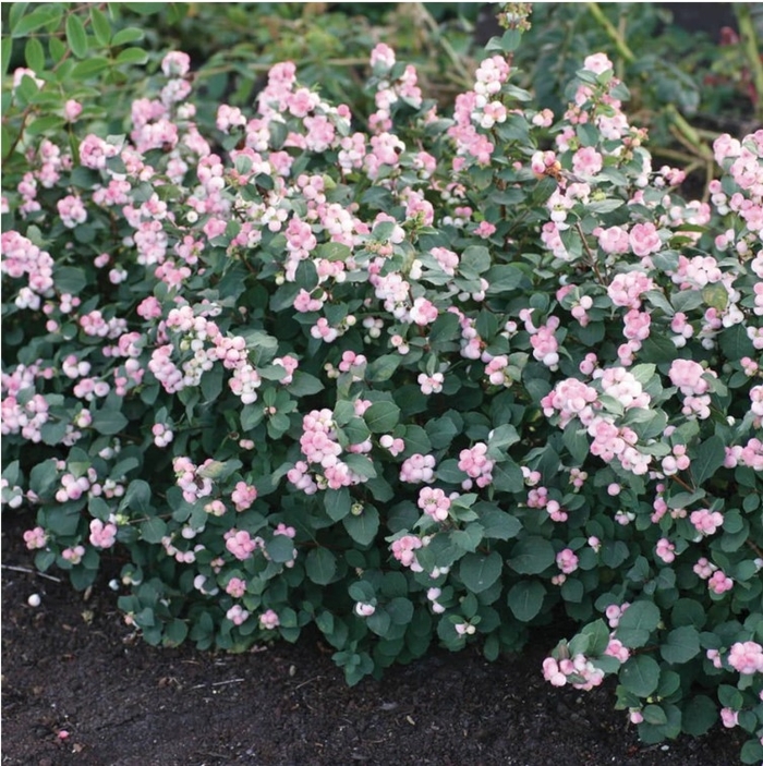 Pinky Promise Snowberry - Symphoricarpos doorenbosi 'Kolmpica' from R&D Wholesale Nursery