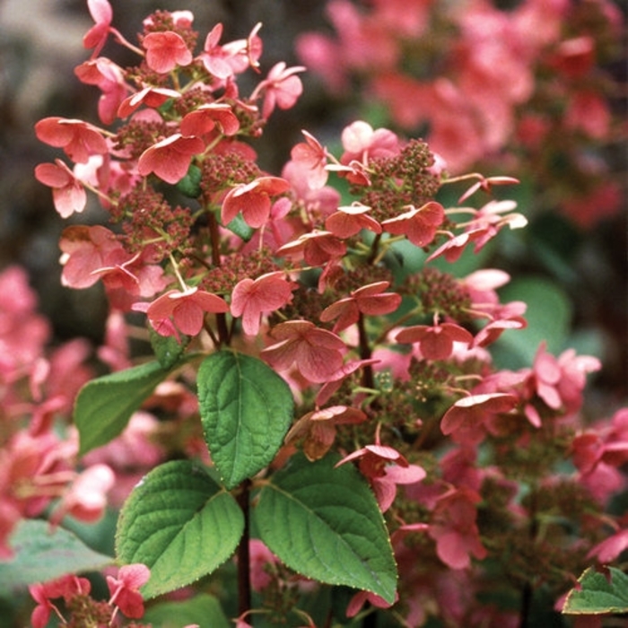 Quick Fire Hydrangea - Hydrangea paniculata 'Quickfire' from R&D Wholesale Nursery