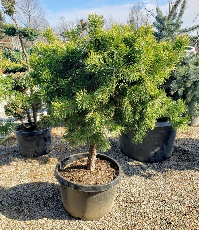 Hillside Creeper Pine (Standard) - Pinus sylvestris 'Hillside Creeper Standard' from R&D Wholesale Nursery