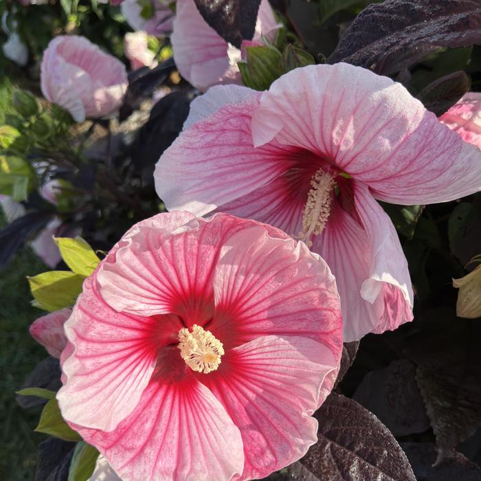 Starry Starry Night Rose Mallow - Hibiscus 'Starry Starry Night' from R&D Wholesale Nursery