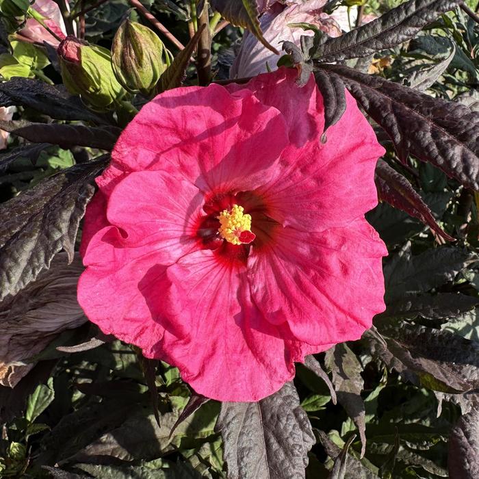Inner Glow Rose Mallow - Hibiscus 'Inner Glow' from R&D Wholesale Nursery