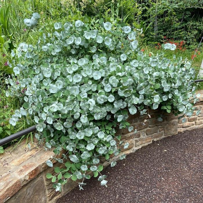 'Kintzley's Ghost®' Honeysuckle - Lonicera reticulata x prolifera from R&D Wholesale Nursery