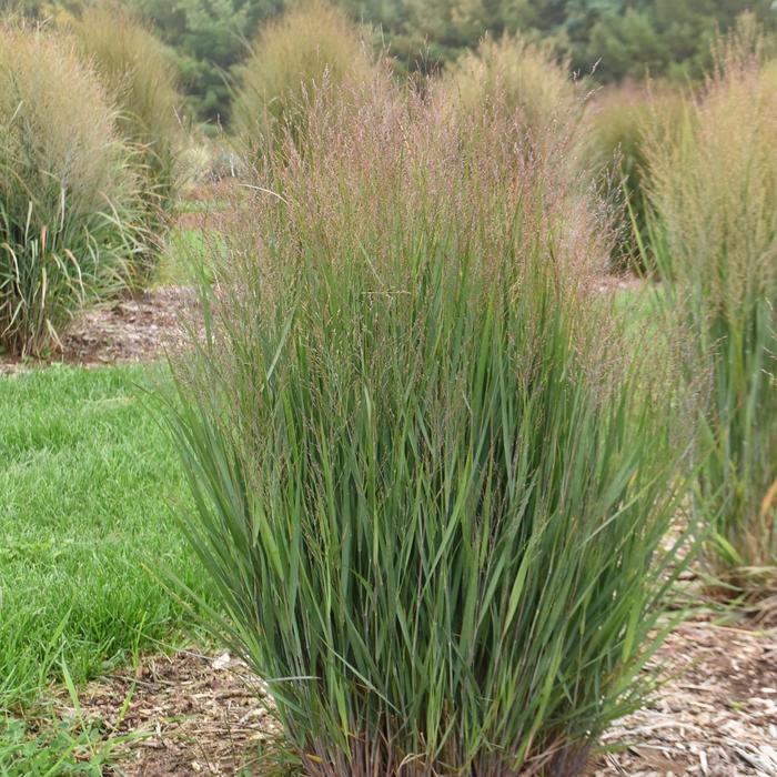 'Half Pint' Switchgrass - Panicum virgatum from R&D Wholesale Nursery