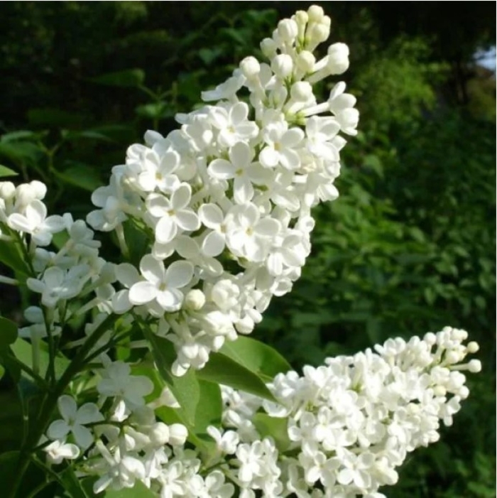 Common White Lilac - Syringa 'Common White' from R&D Wholesale Nursery