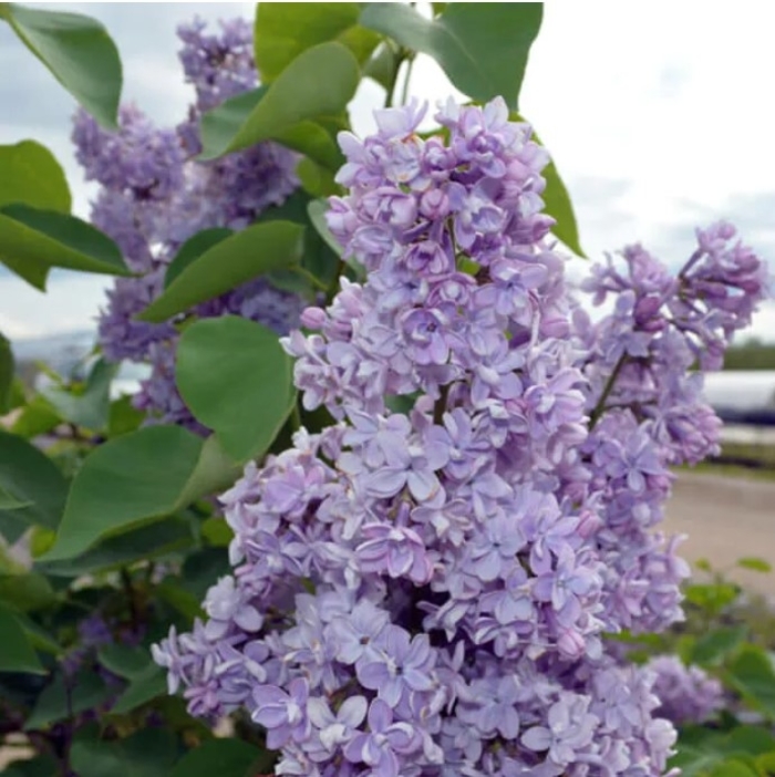President Grevy Blue Lilac - Syringa vulgaris 'President Grevy' from R&D Wholesale Nursery