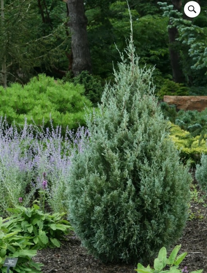 Wichita Blue Juniper - Juniperus scopulorum 'Wichita Blue' from R&D Wholesale Nursery