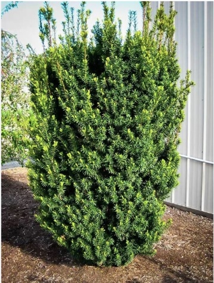 Hick's Yew - Taxus x media 'Hicksii' from R&D Wholesale Nursery