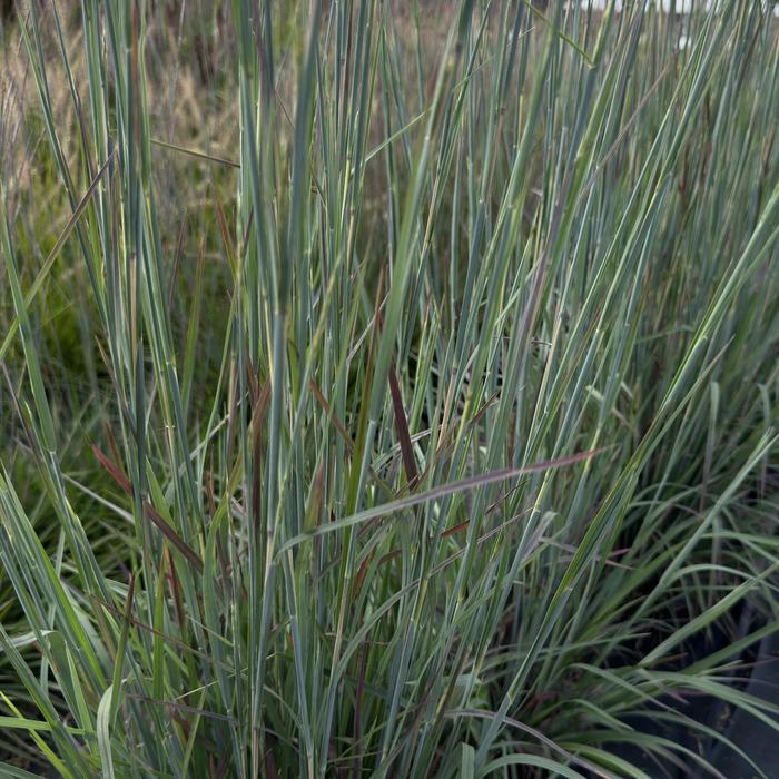 Sandhill Little Bluestem - Schizachyrium scoparium from R&D Wholesale Nursery