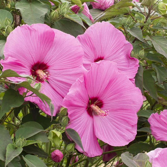 Head Over Heels&reg; Adore Hibiscus - Hibiscus moscheutos (Rose-Mallow) from R&D Wholesale Nursery