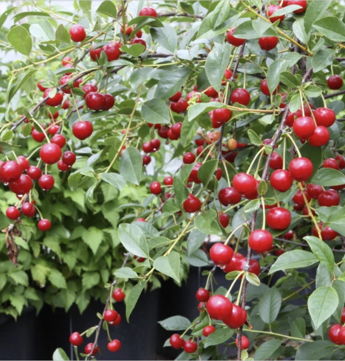 Carmine Jewel Dwarf Red Cherry - Prunus fruiticosa 'Carmine Jewel' from R&D Wholesale Nursery