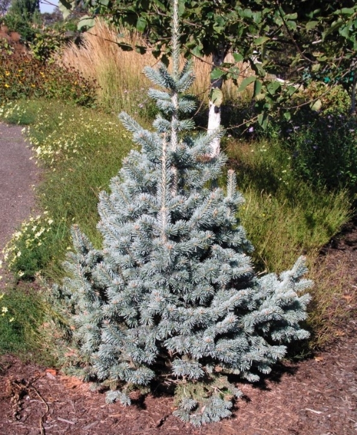 Dwarf Corkboard Fir - Abies lasiocarpa 'Arizonica' from R&D Wholesale Nursery