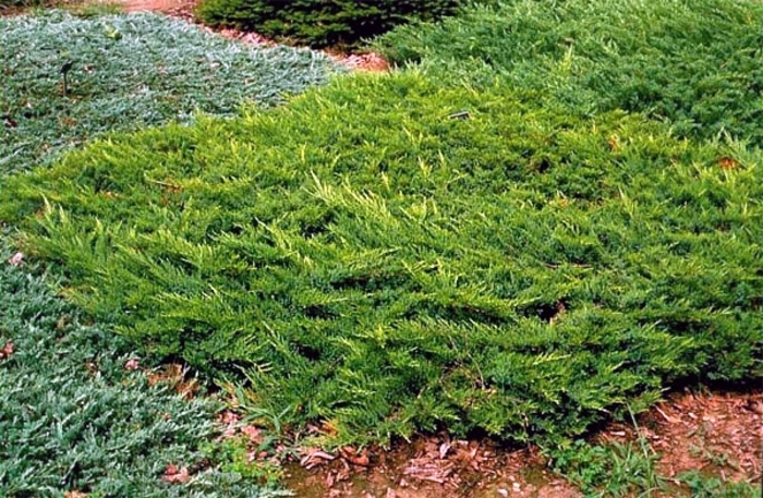 Broadmoor Juniper - Juniperus sabina 'Broadmoor' from R&D Wholesale Nursery