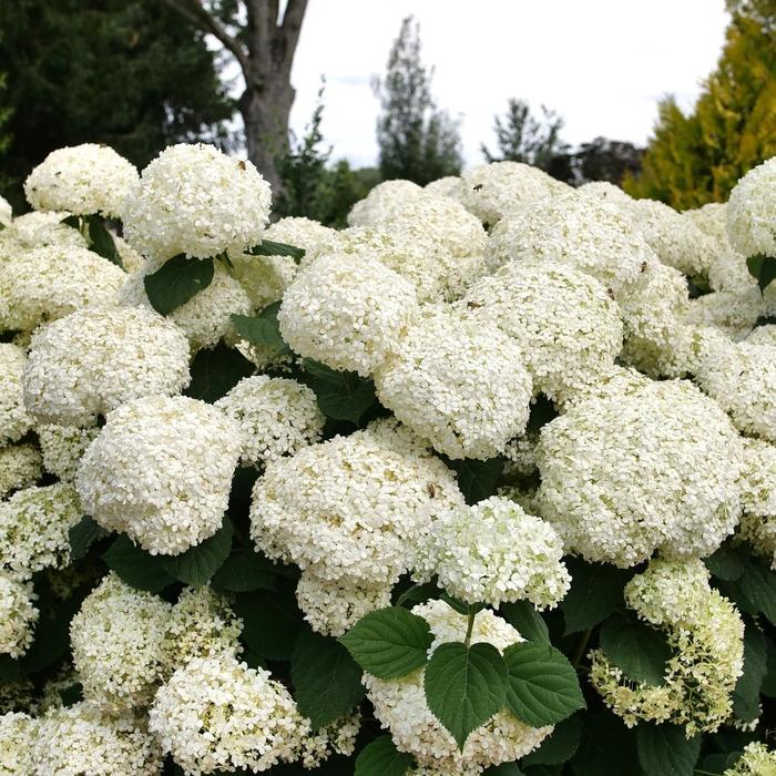 Incredball Storm Proof™ - Hydrangea arborescens from R&D Wholesale Nursery