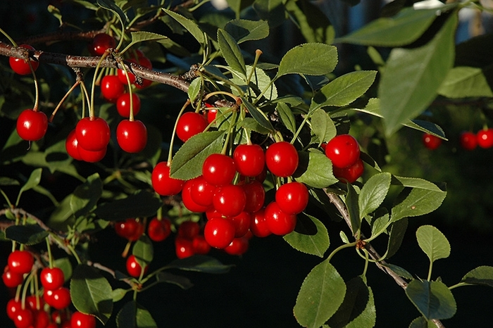 Bali Cherry - Prunus cerasus 'Evans Bali' from R&D Wholesale Nursery