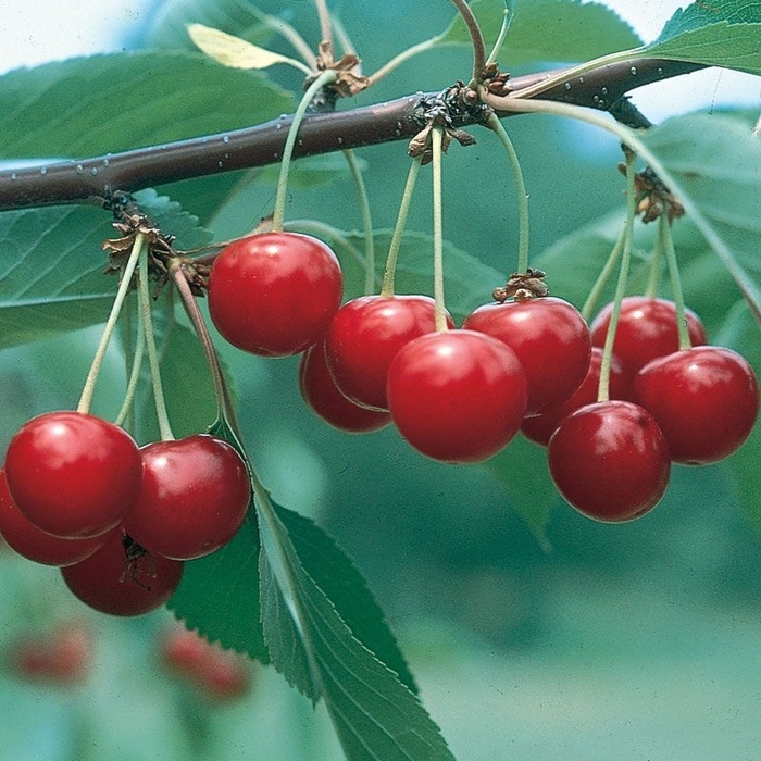 North Star Cherry Tree - Prunus cerasus 'North Star' from R&D Wholesale Nursery