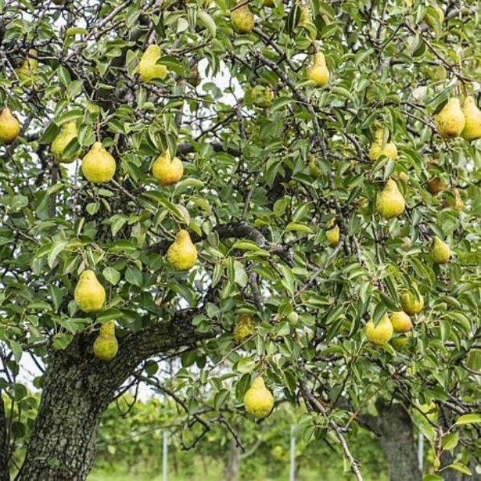 Kieffer Pear - Pyrus communis 'Kieffer' from R&D Wholesale Nursery