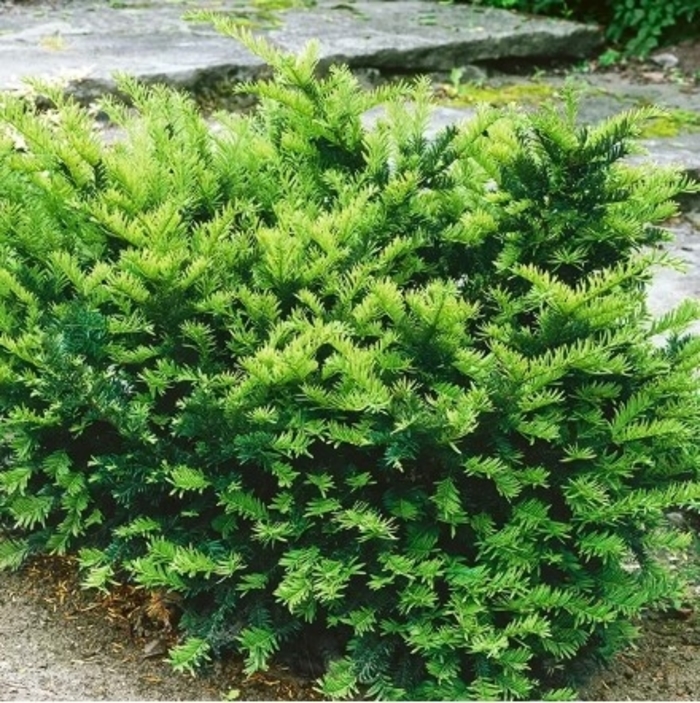 Dark Green Spreader Japanese Yew - Taxus cuspidata 'Monloo' from R&D Wholesale Nursery