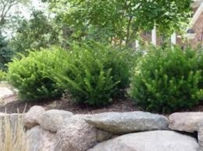 Taunton Yew - Taxus x media 'Tauntonii' from R&D Wholesale Nursery