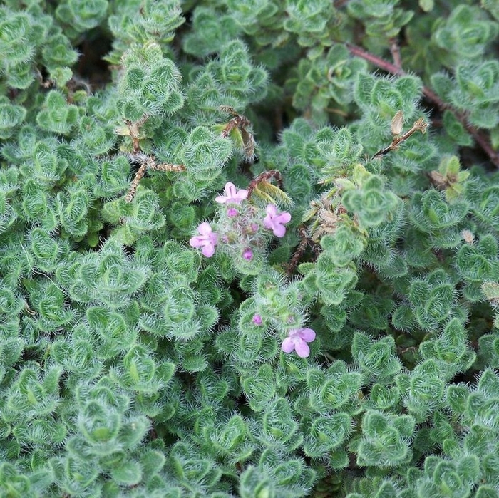 Woolly Thyme - Thymus pseudolanuginosus from R&D Wholesale Nursery