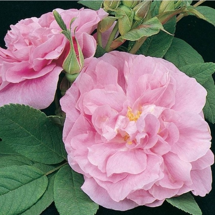 Therese Bugnet Rose - Rosa from R&D Wholesale Nursery