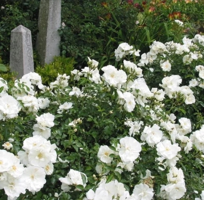 White Flower Carpet Rose - Rosa 'Flower Carpet White' from R&D Wholesale Nursery