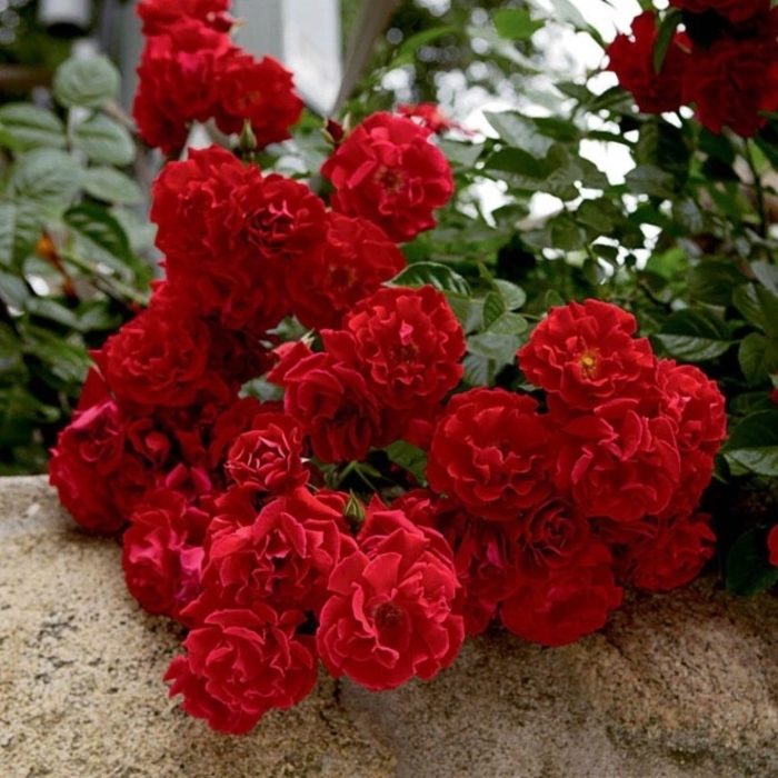 Red Ribbons Groundcover Rose - Rosa 'Red Ribbons' from R&D Wholesale Nursery
