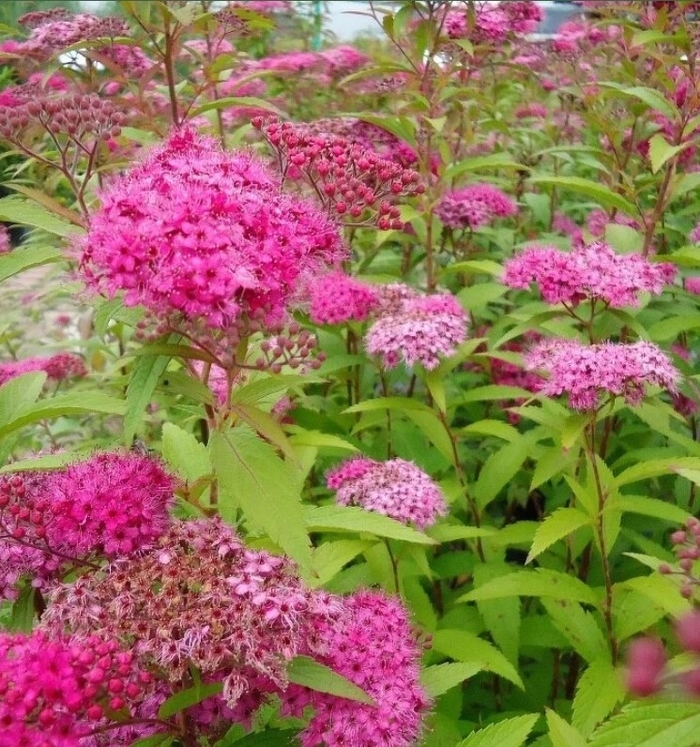 Anthony Water Spirea - Spiraea japonica 'Anthony Waterer' from R&D Wholesale Nursery